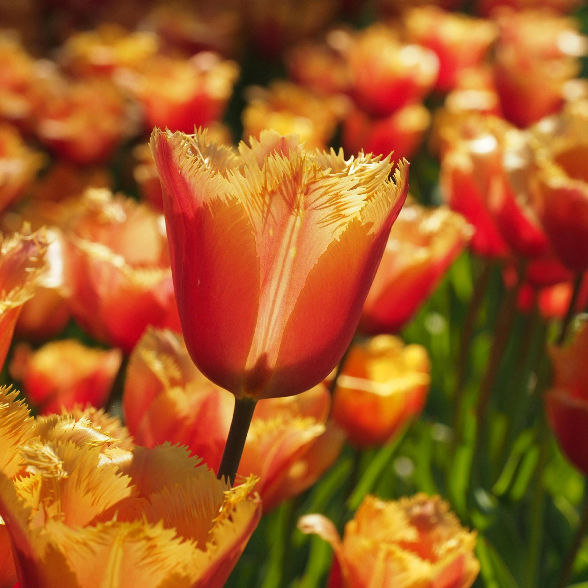 Tulip ‘Lambada’
