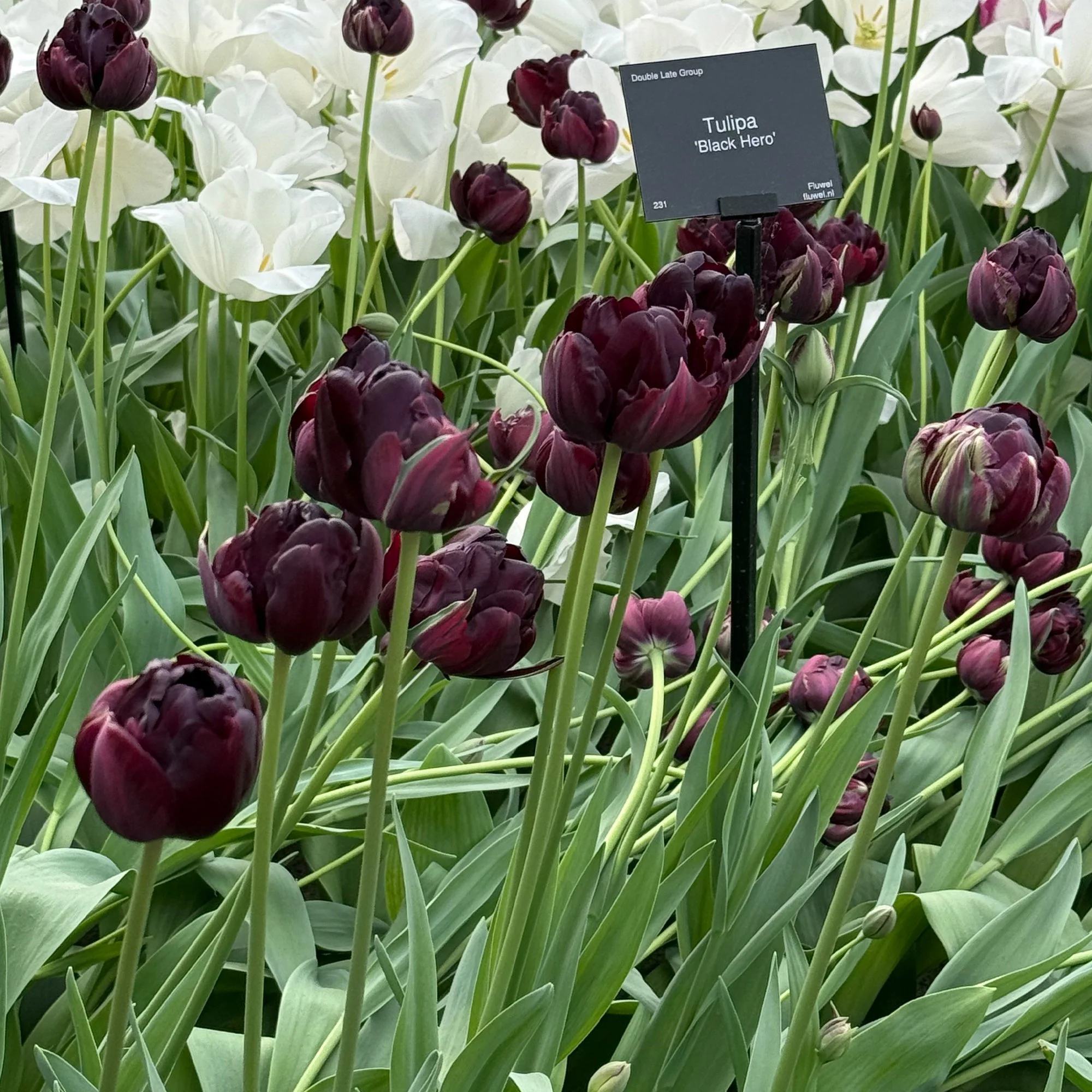 Tulip ‘Black Hero’