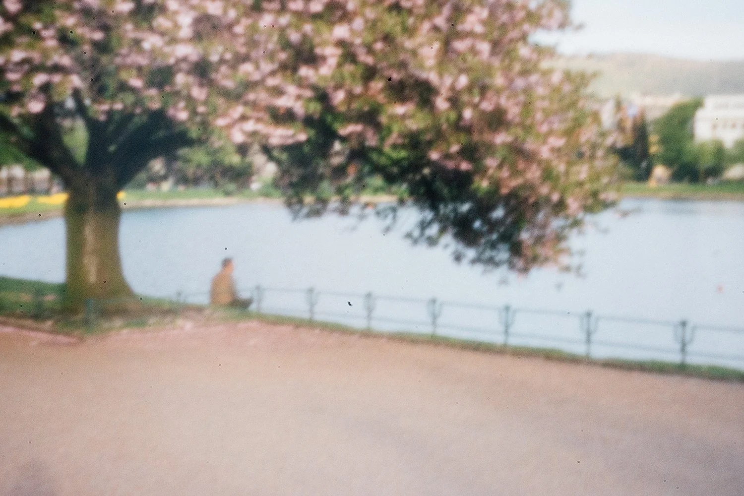 Spring lakeside landscape with blooming cherry tree reflected in calm water