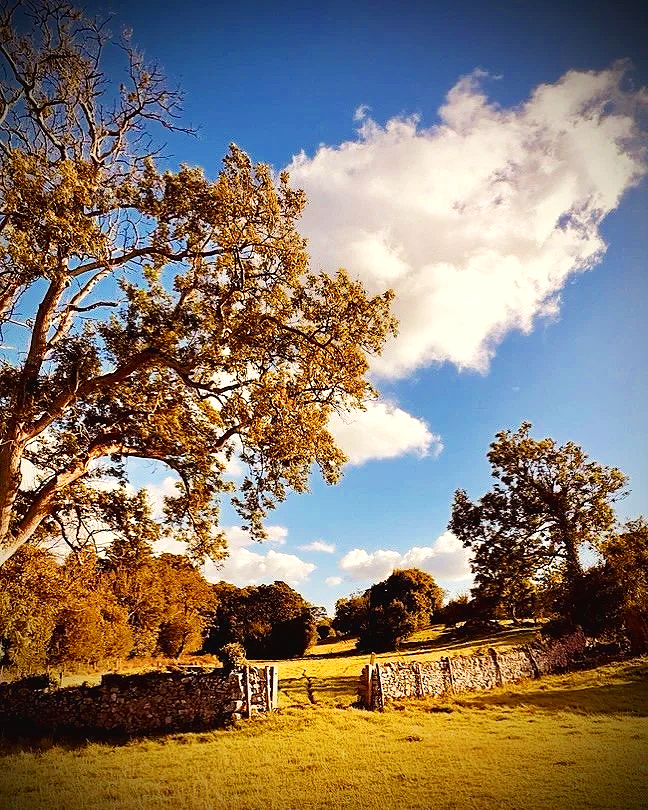 Scenic landscape with large trees, a stone wall, and a partly cloudy sky in the countryside.