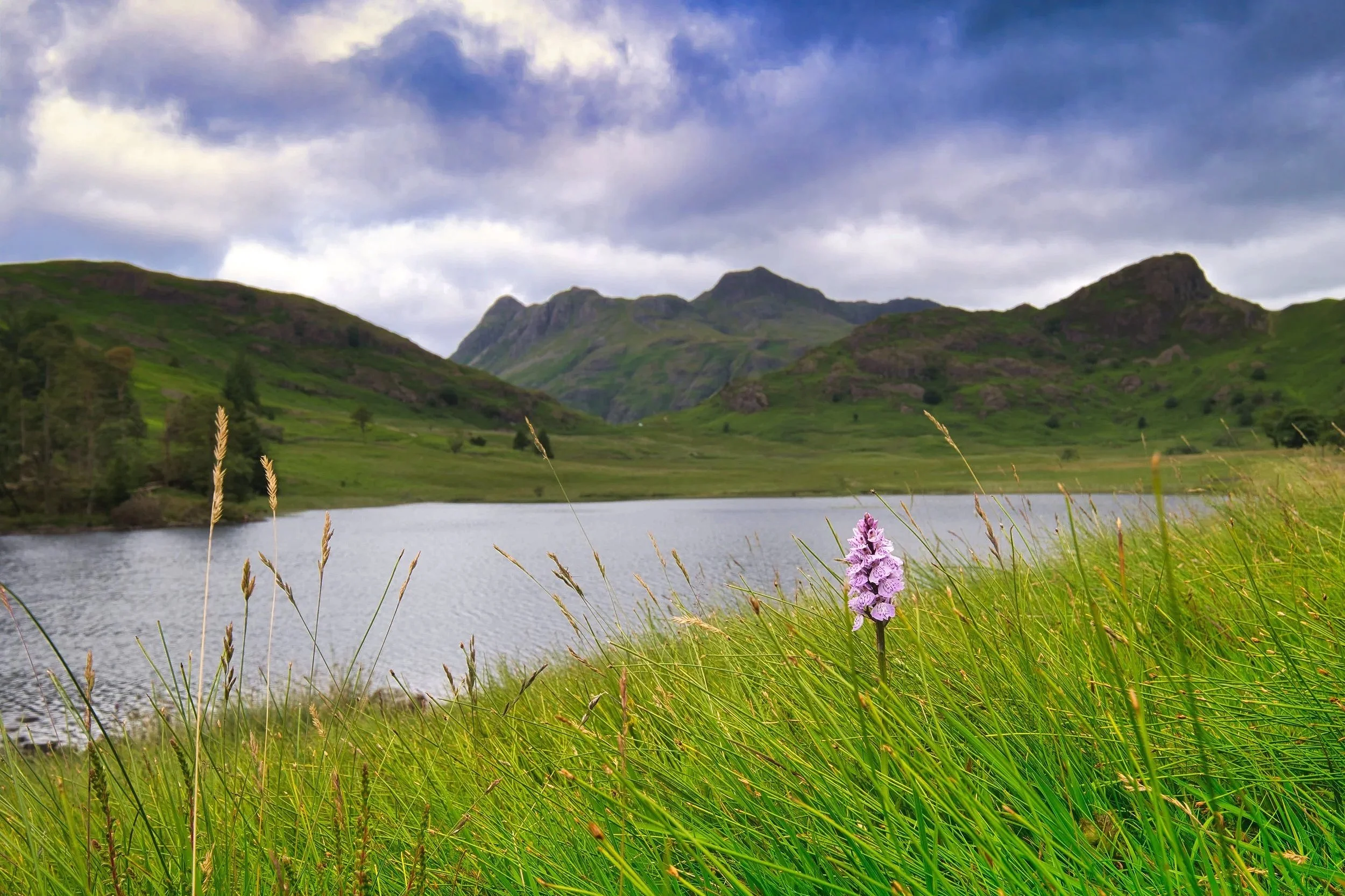 Blea Tarn Orchid - video card