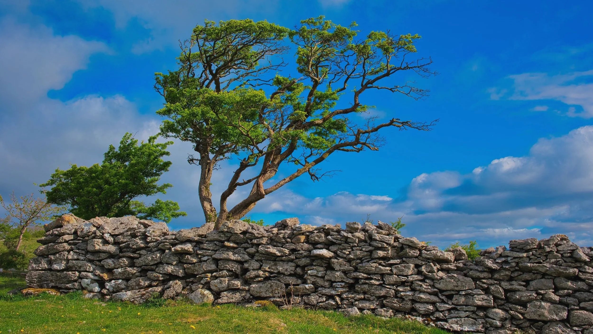 A landscape with a stone wall in the foreground, a mostly leafless tree with some green leaves behind it, and a bright blue sky with scattered clouds.