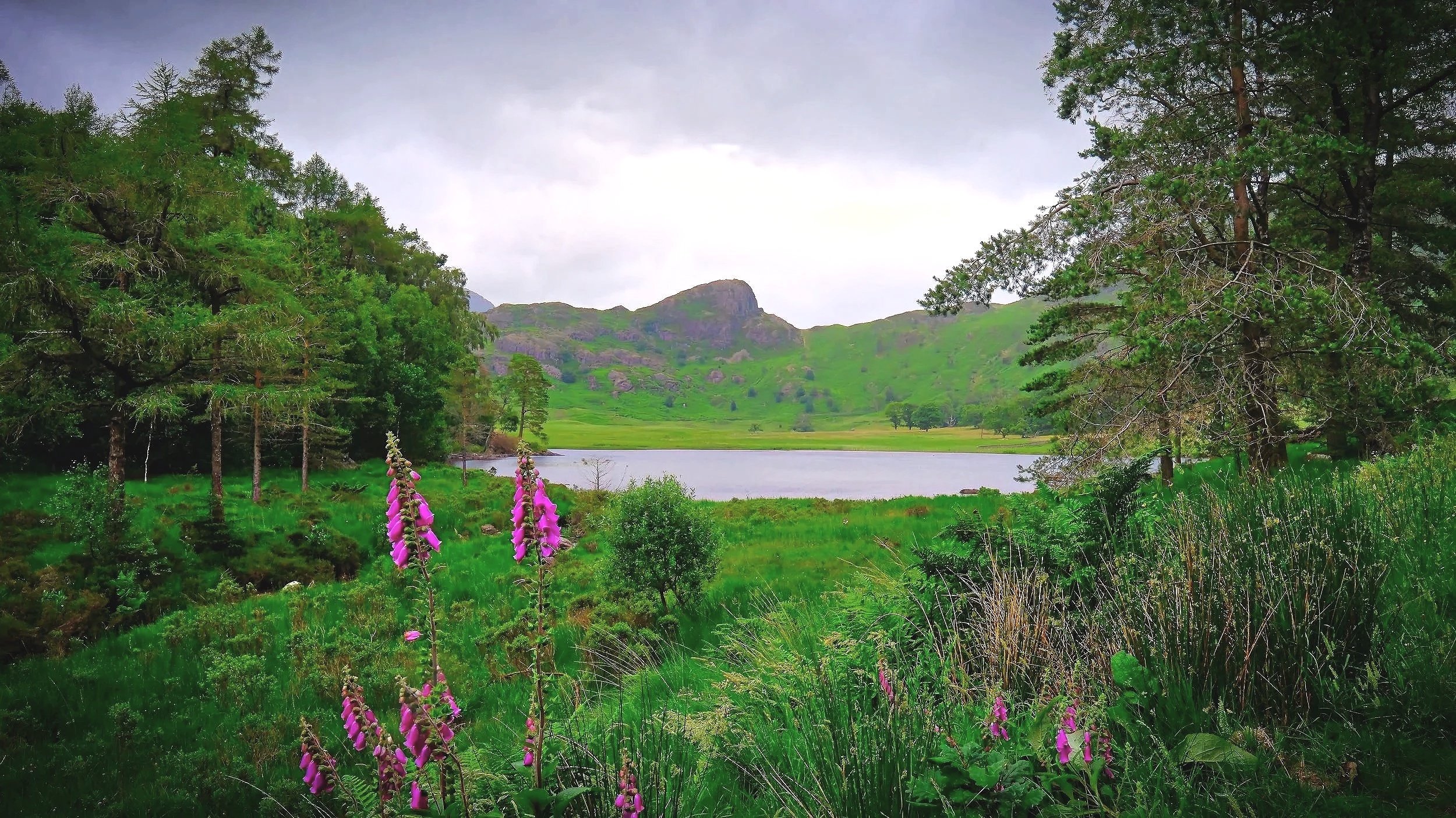 Blea Tarn Foxgloves - video card