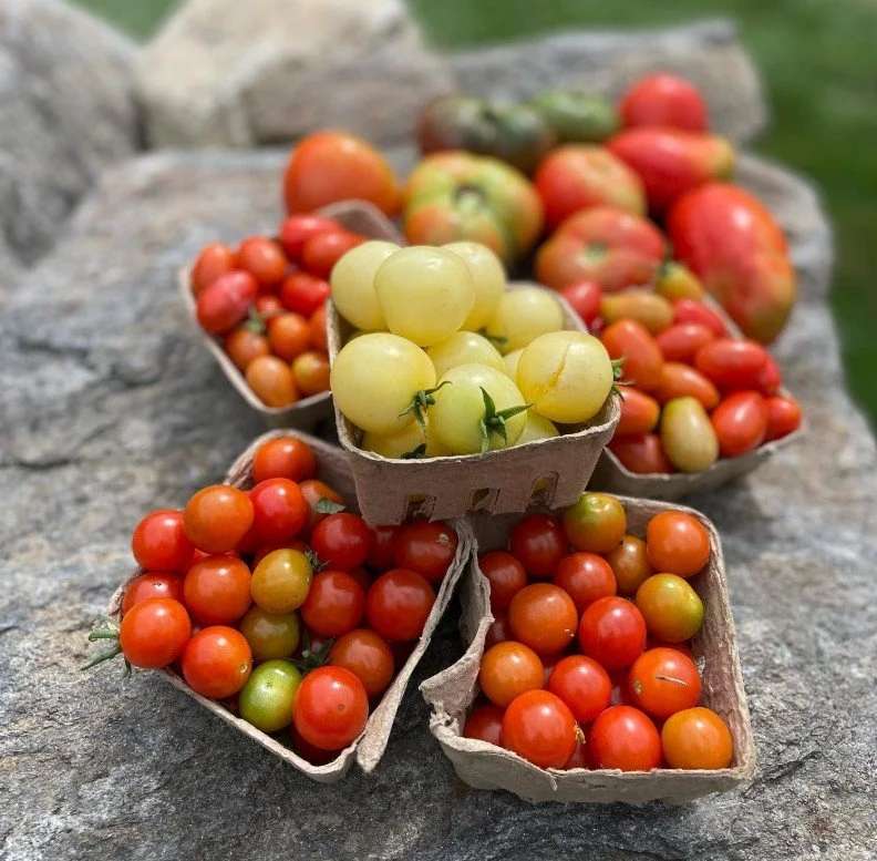 tomatoes.jpg