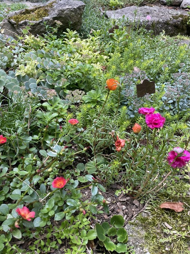 succulent garden.jpg