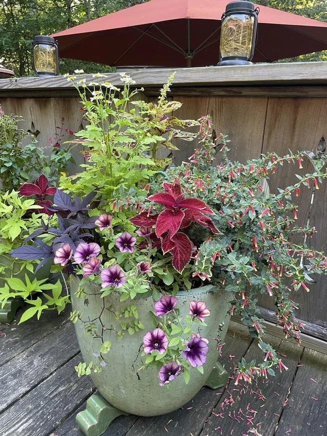 summer pot 2.jpg