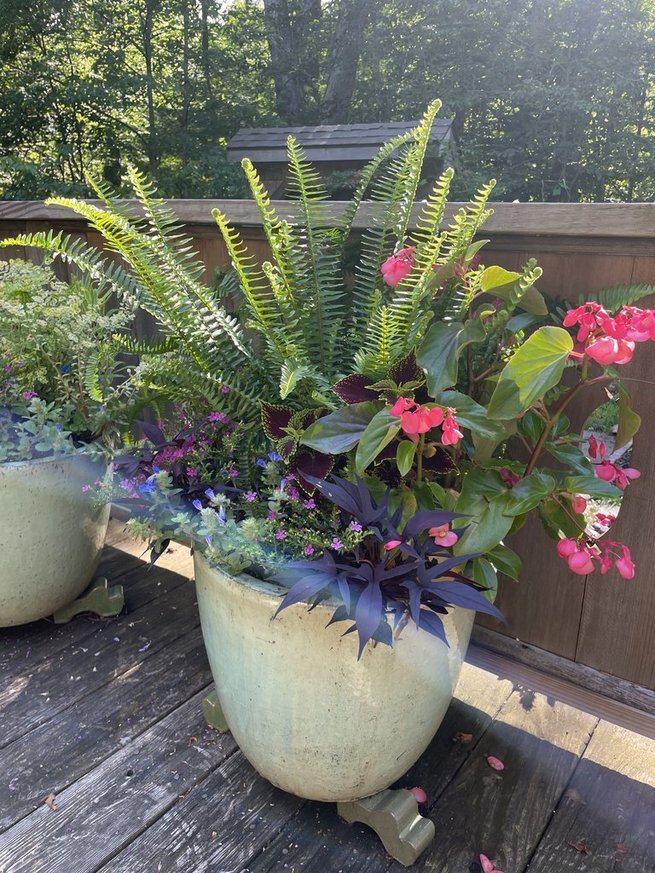 summer pot.jpg
