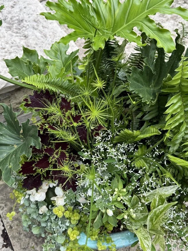 pots for site.jpg
