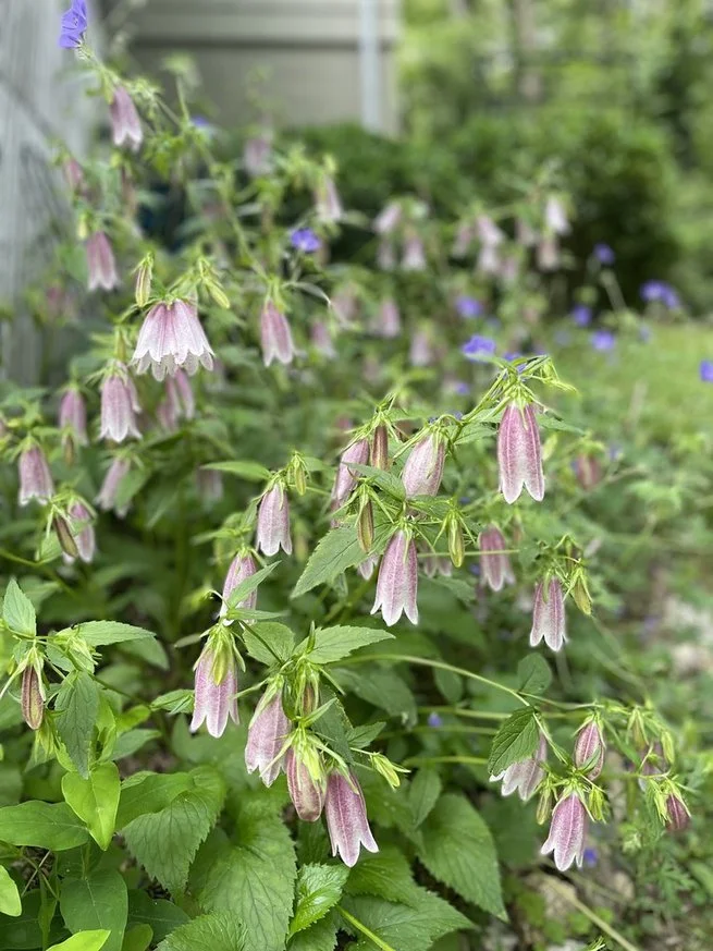 garden 3.jpg