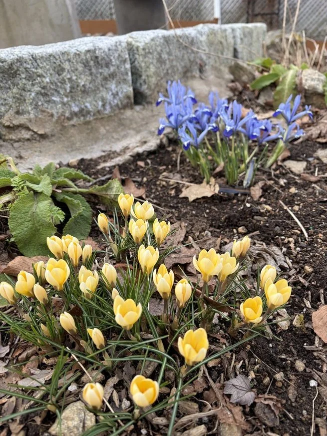 bulbs.jpg