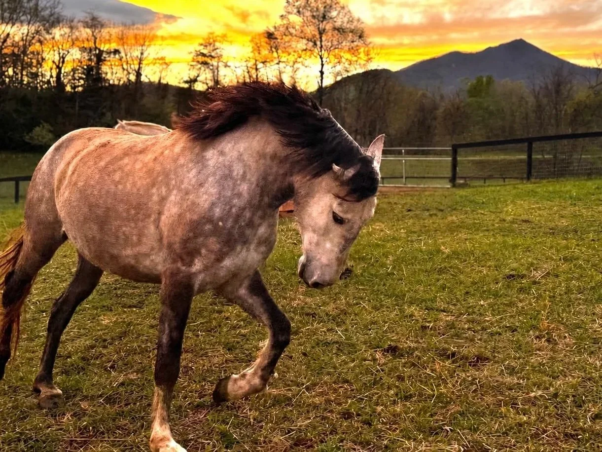 A dapple gray horse with a black mane grazing in a pasture during sunset with a mountain and trees in the background.