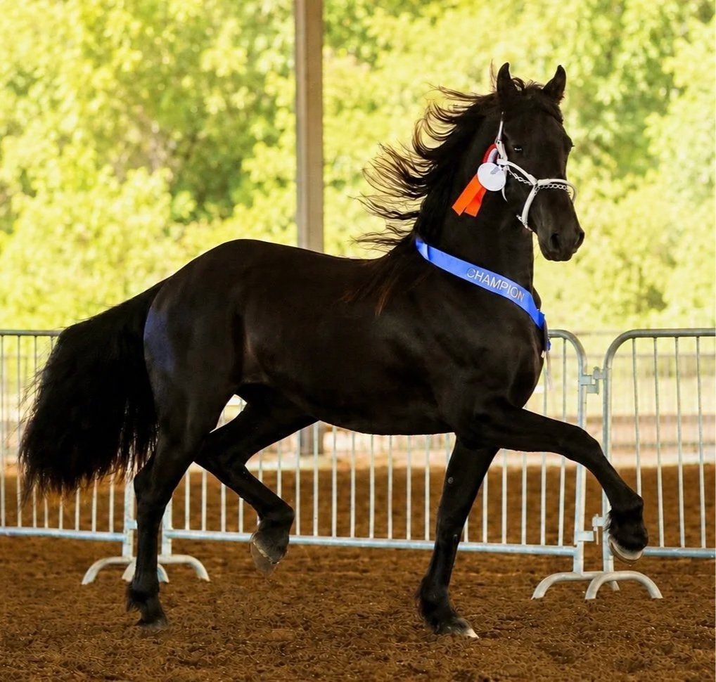 Black horse with a blue winner's ribbon labeled 'Champion' and a white and red rosette, performing a trot in an indoor arena with a dirt floor and metal barriers.