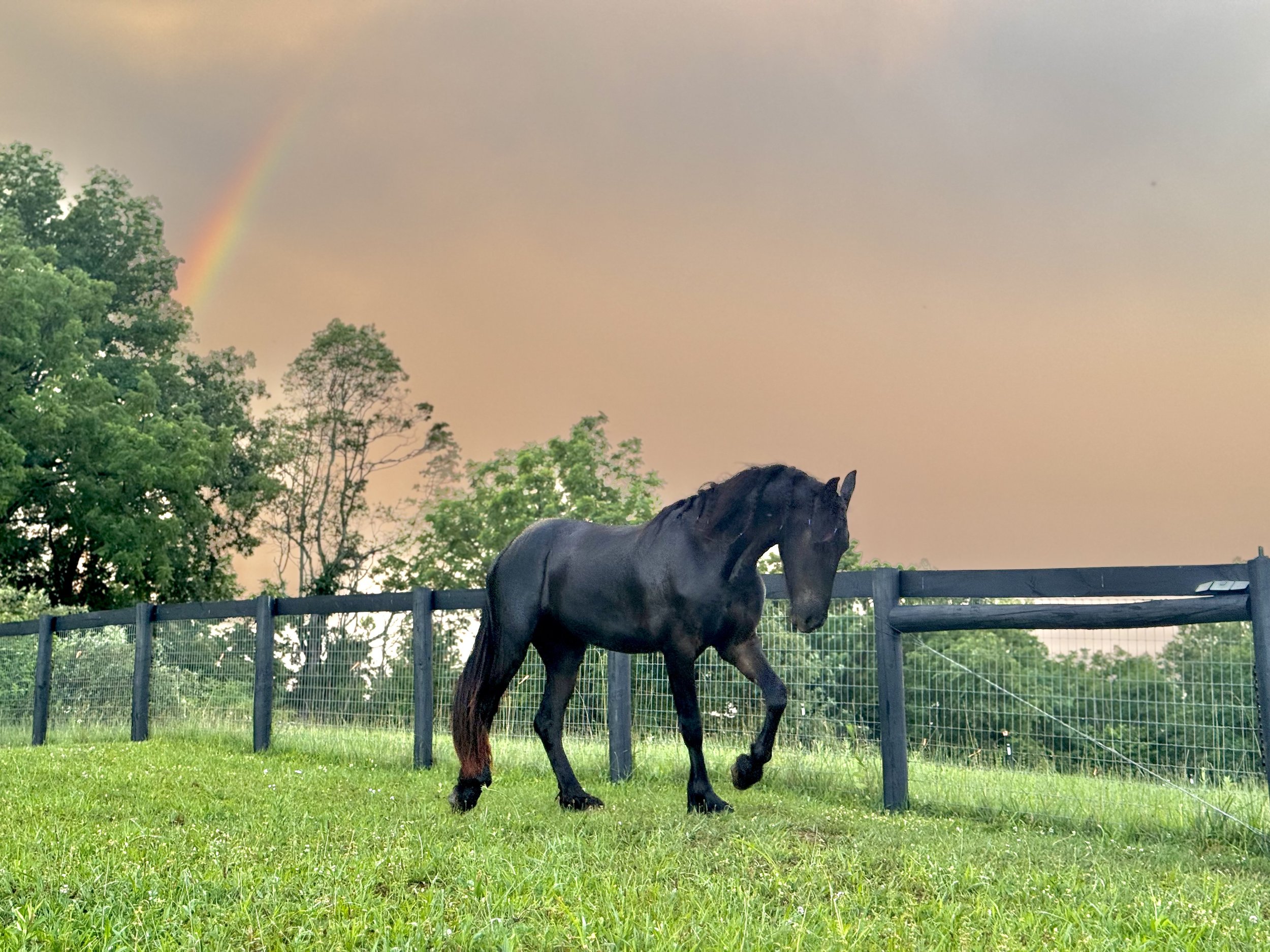 A black horse walking in a grassy pasture, surrounded by trees and a black fence, with a rainbow visible in the cloudy sky above.
