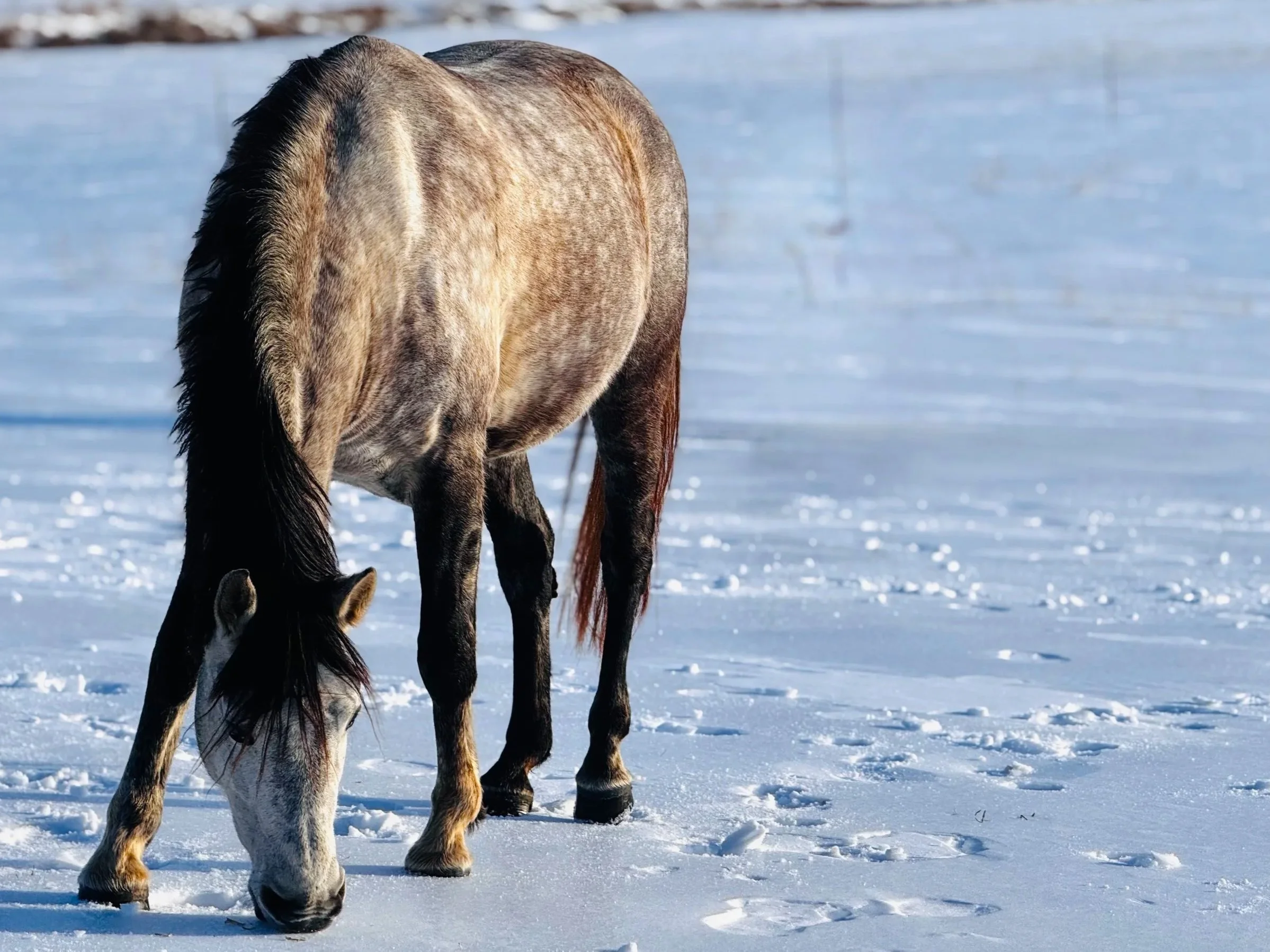 A brown and white horse grazing on snow-covered ground, with a background of snow and a blurred horizon.