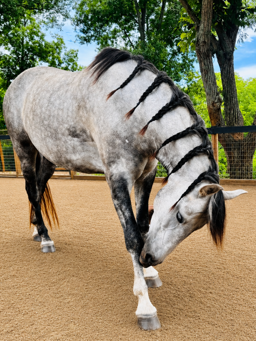 A gray horse with black braided mane and tail on a sandy riding arena, surrounded by green trees and a wooden fence.