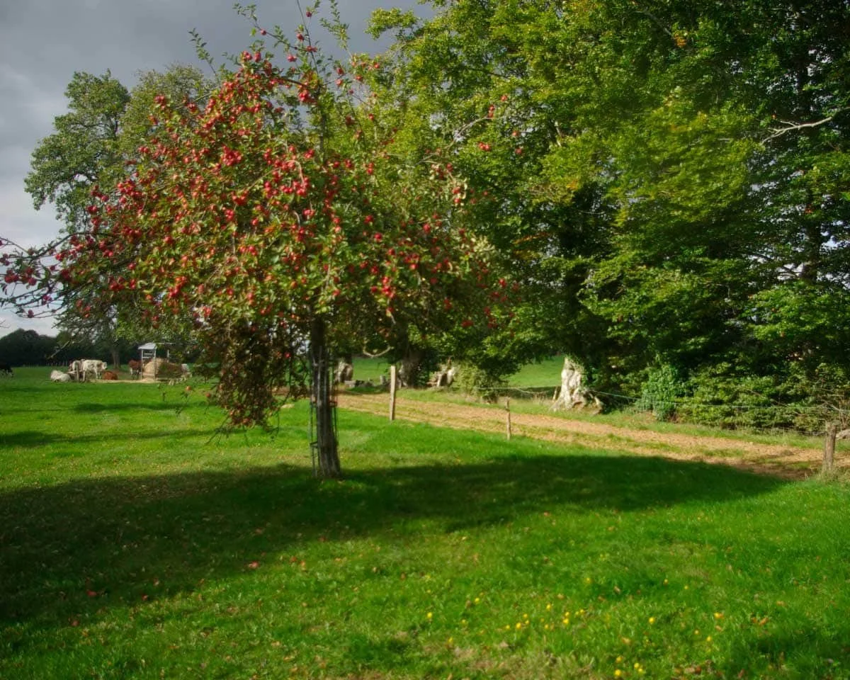 The Orchard at Pacory Ferme de Grimaux