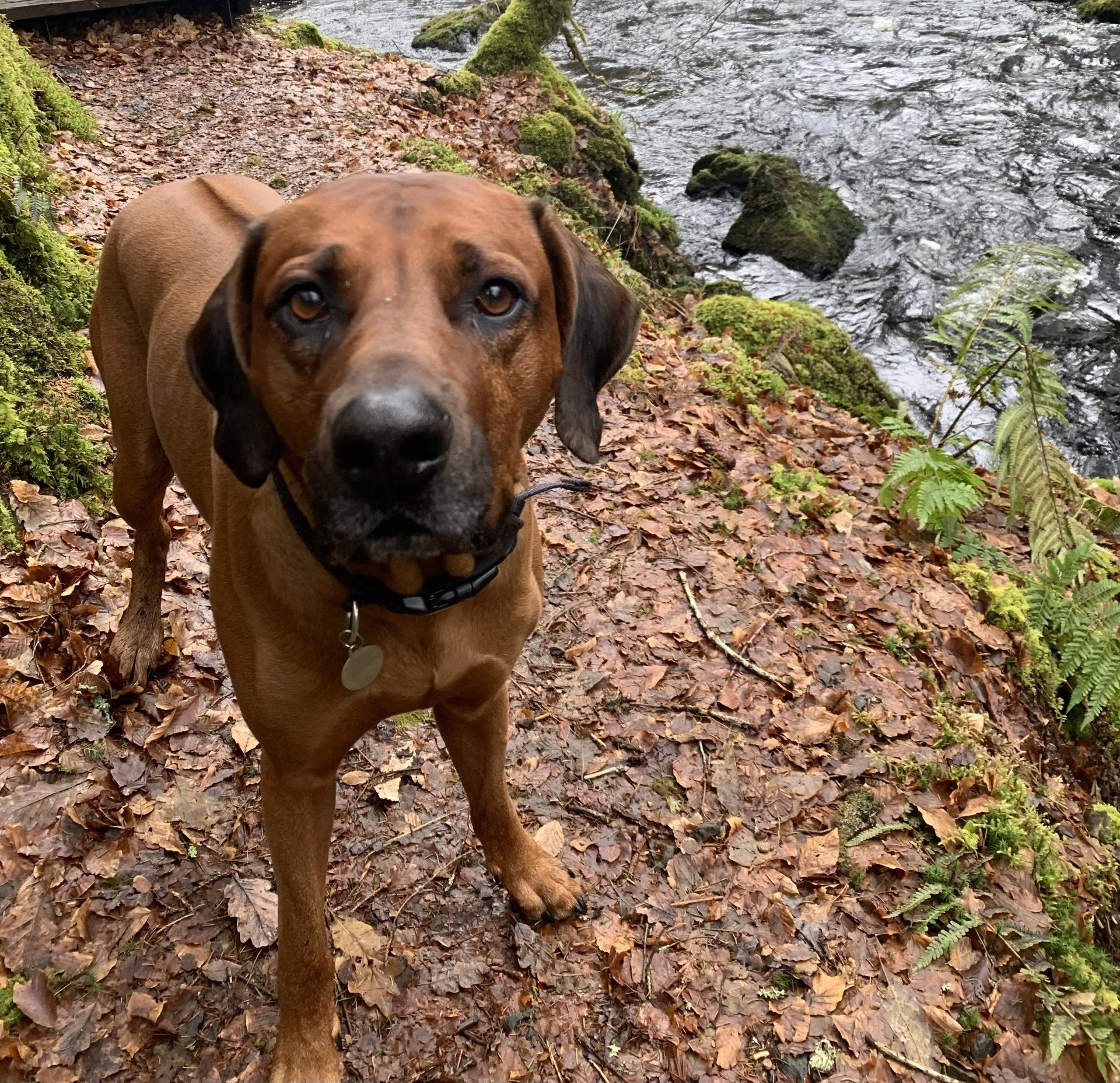 Dog Friendly Normandy 