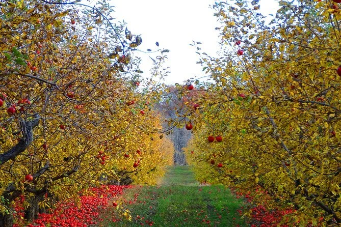 Apple Orchards near Le Tertre Farmhouse and Gîtes in Normandy