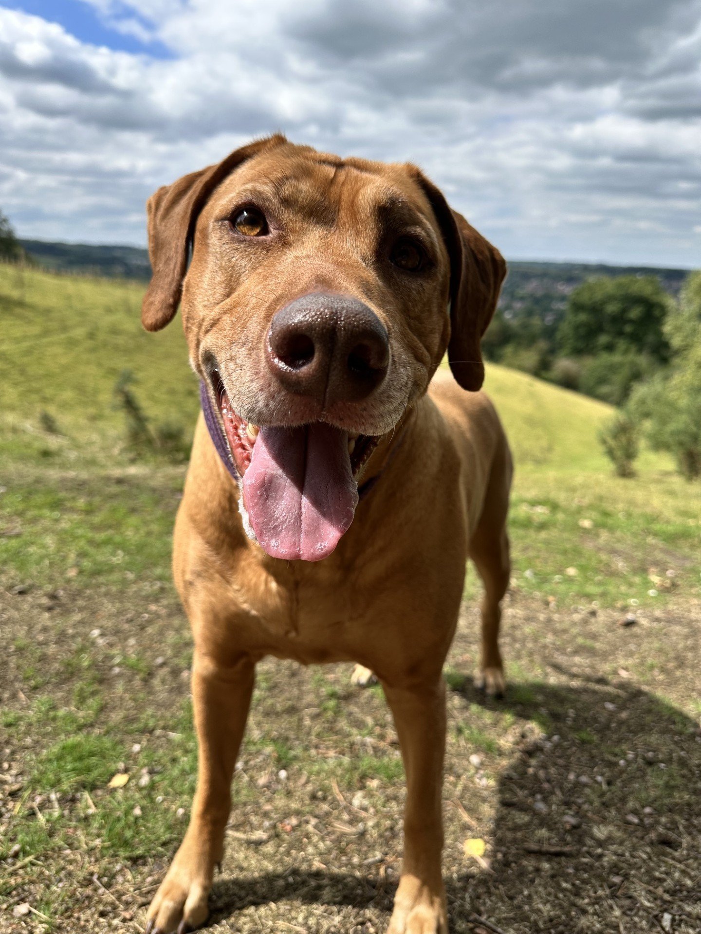A happy brown dog standing outdoors on a grassy hill with trees and cloudy sky in the background.