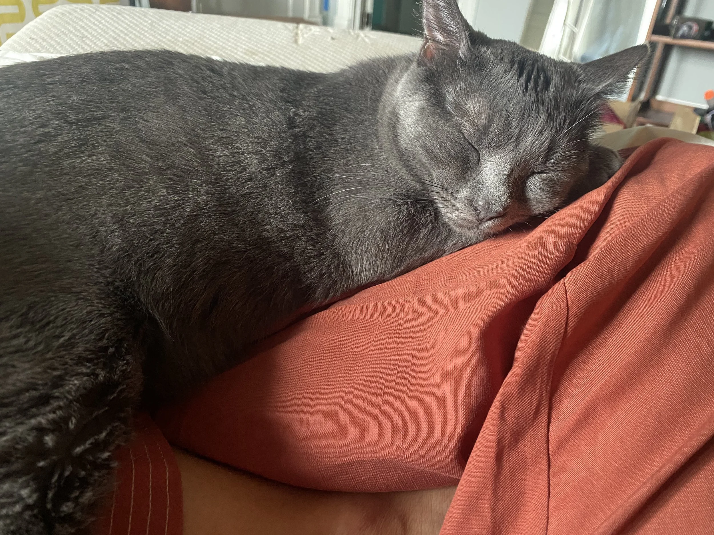 A gray tabby cat with closed eyes, sleeping on a person's lap. The person is wearing orange or rust-colored clothing.