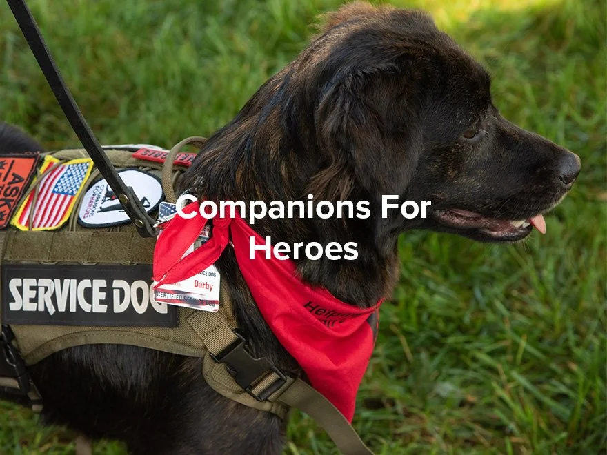 A service dog, a large black and brown dog wearing a vest with patches and a red bandana, standing on grass.