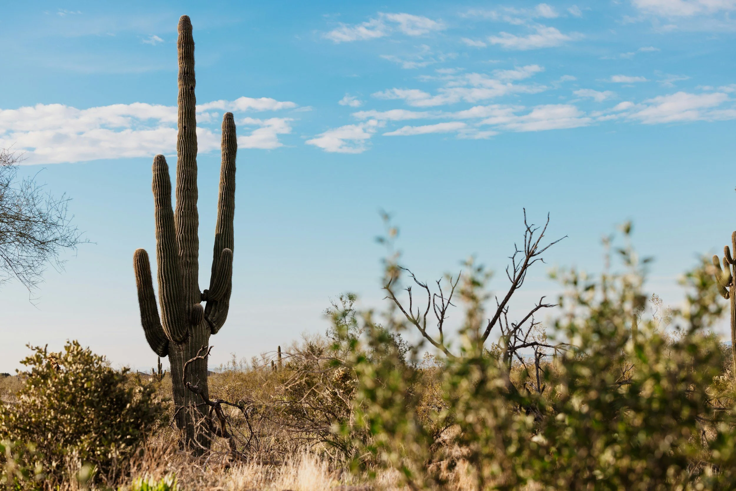 Picture of Cactus showing that Personal Chef is located in Scottsdale Area.