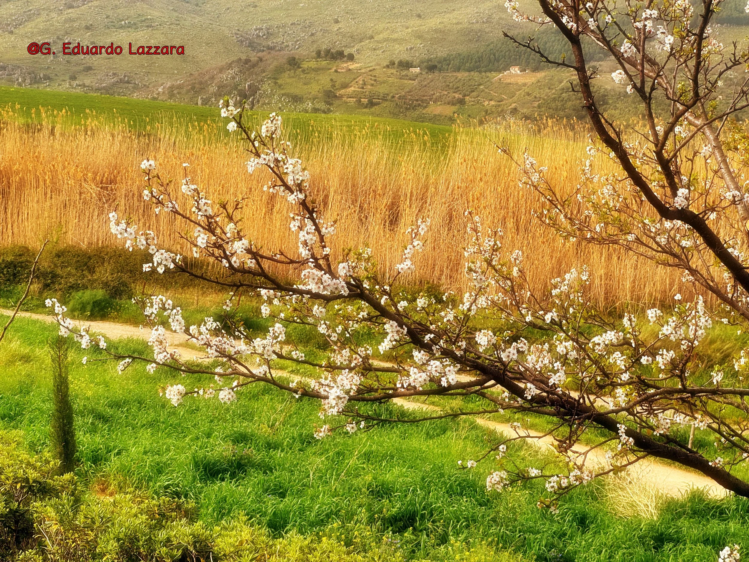Caro Francesco d’Assisi …