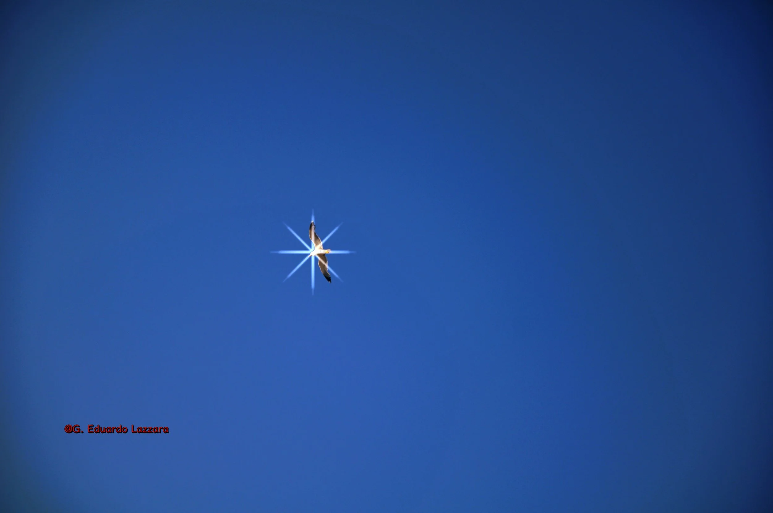 Un gabbiano vola nel cielo blu con il sole che riflette le sue ali, creando un bagliore brillante.
