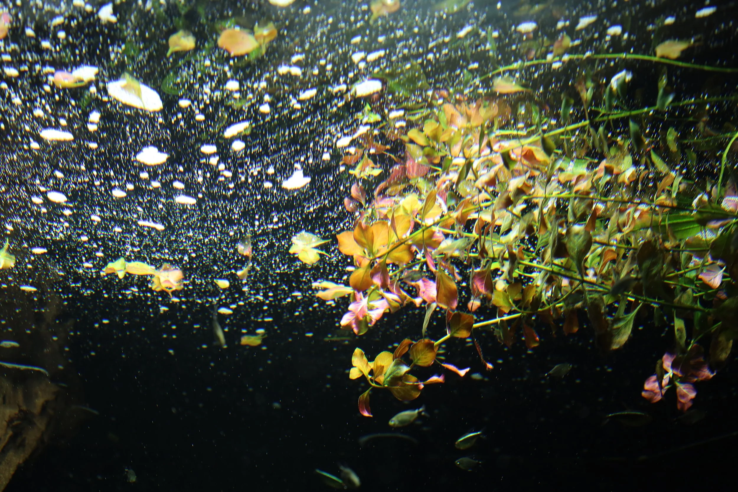 Underwater scene showing small fish swimming among aquatic plants and bubbles.