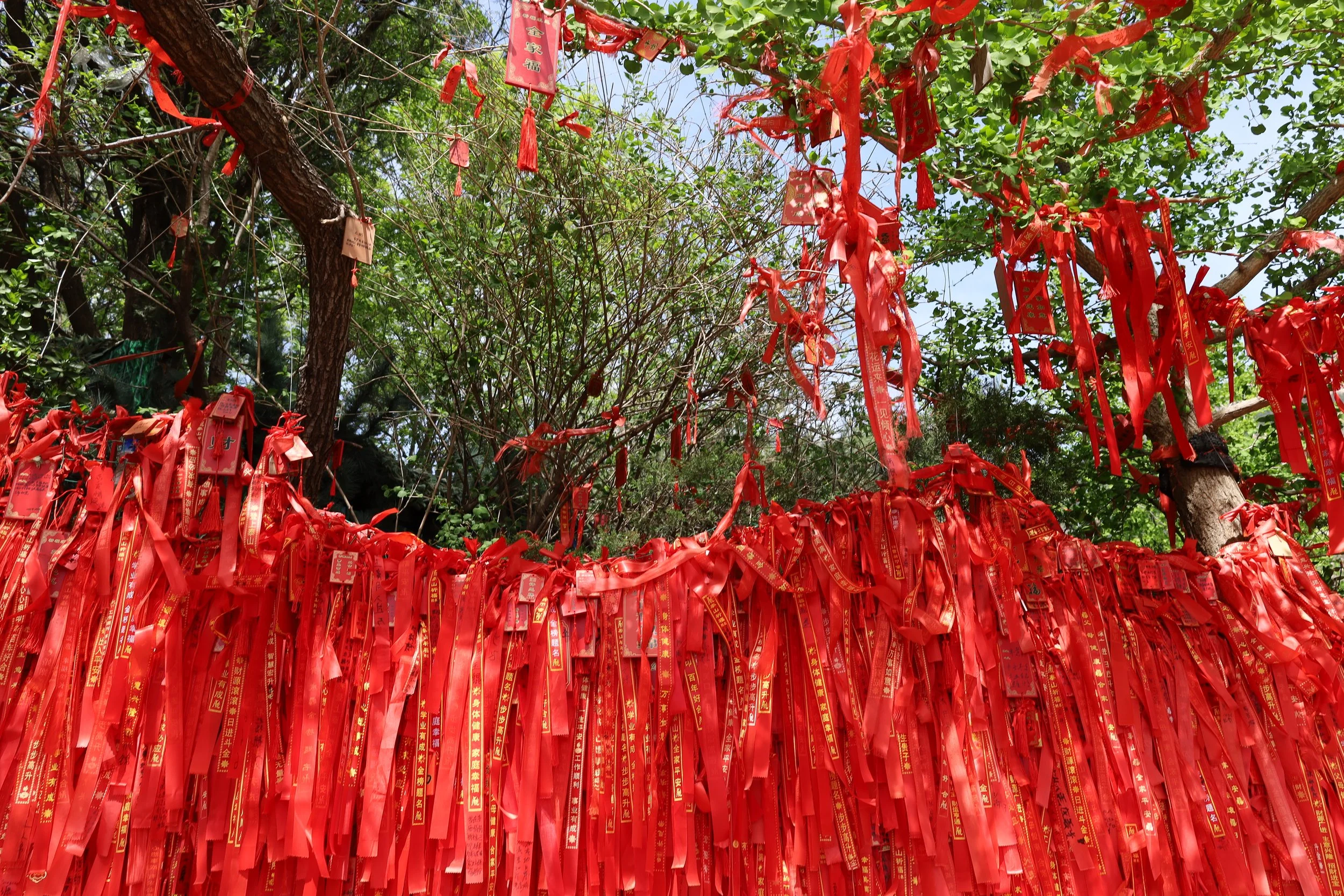 Tree with numerous red ribbons and tags tied to its branches, some with Chinese characters, under a partly cloudy sky.