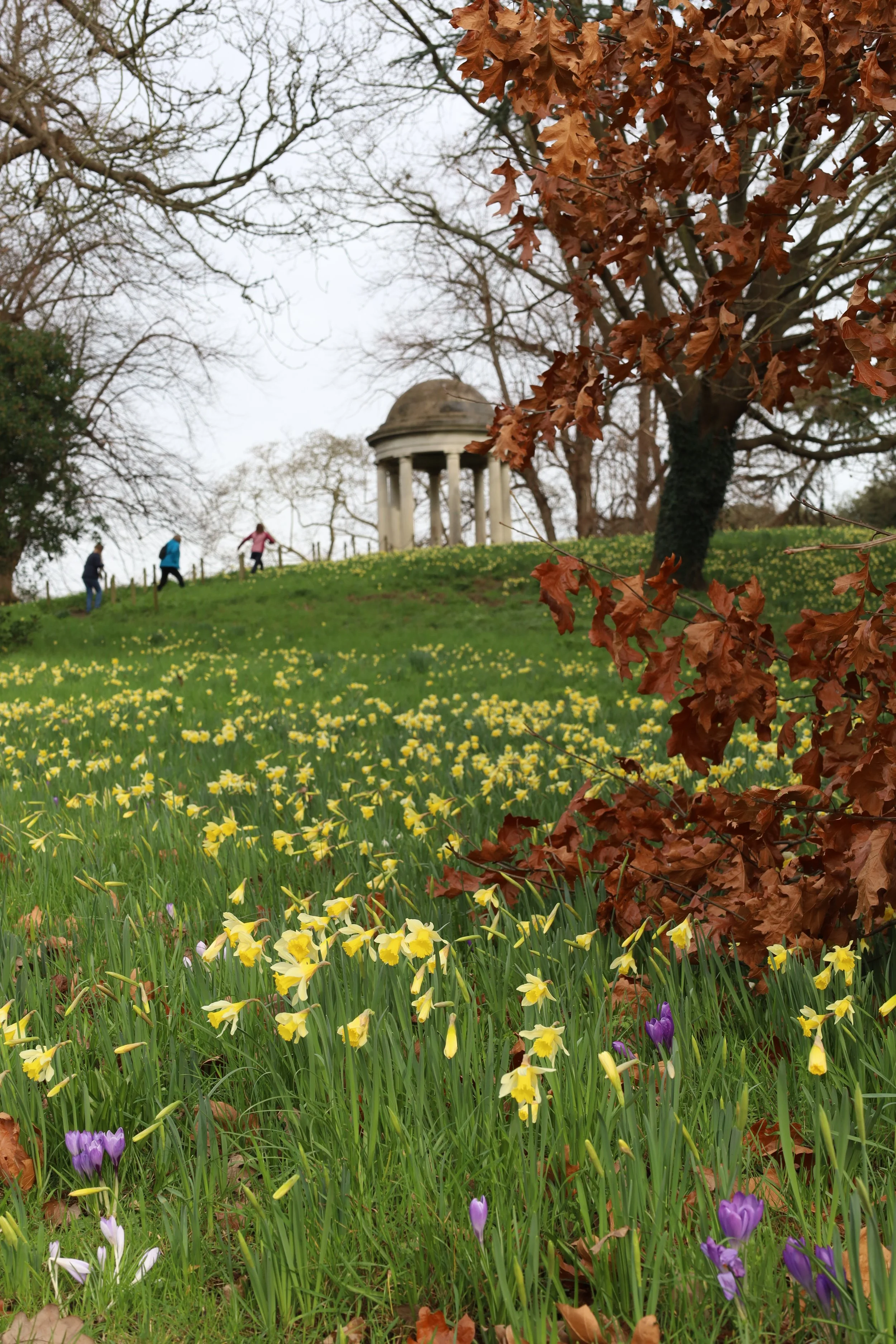 A scenic park scene with a grassy hill covered in yellow and purple crocuses, a large tree with brown leaves in the foreground, and a pediment with columns in the background, with families walking up the hill on an overcast day.