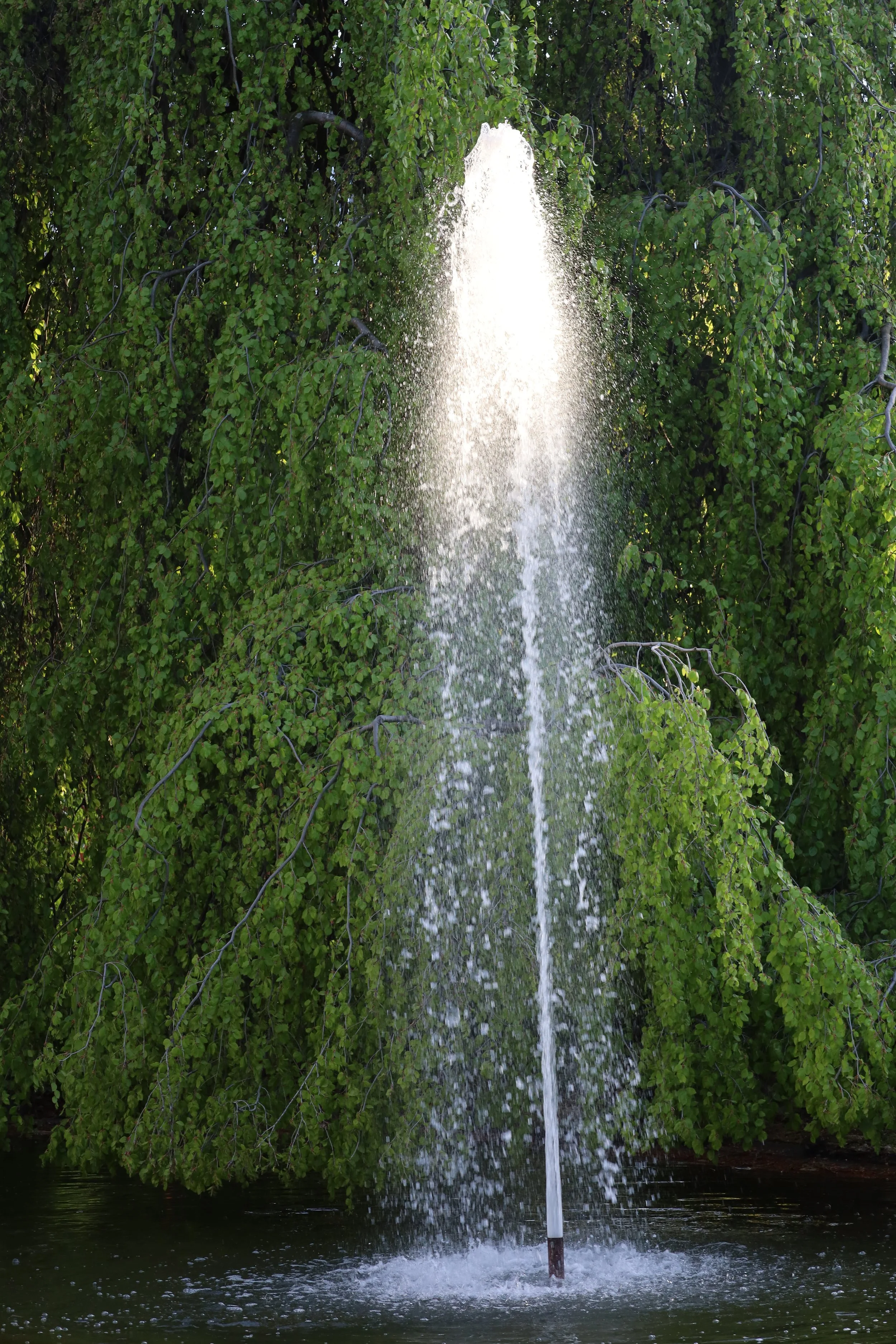 A fountain spraying water upward is surrounded by lush green trees.