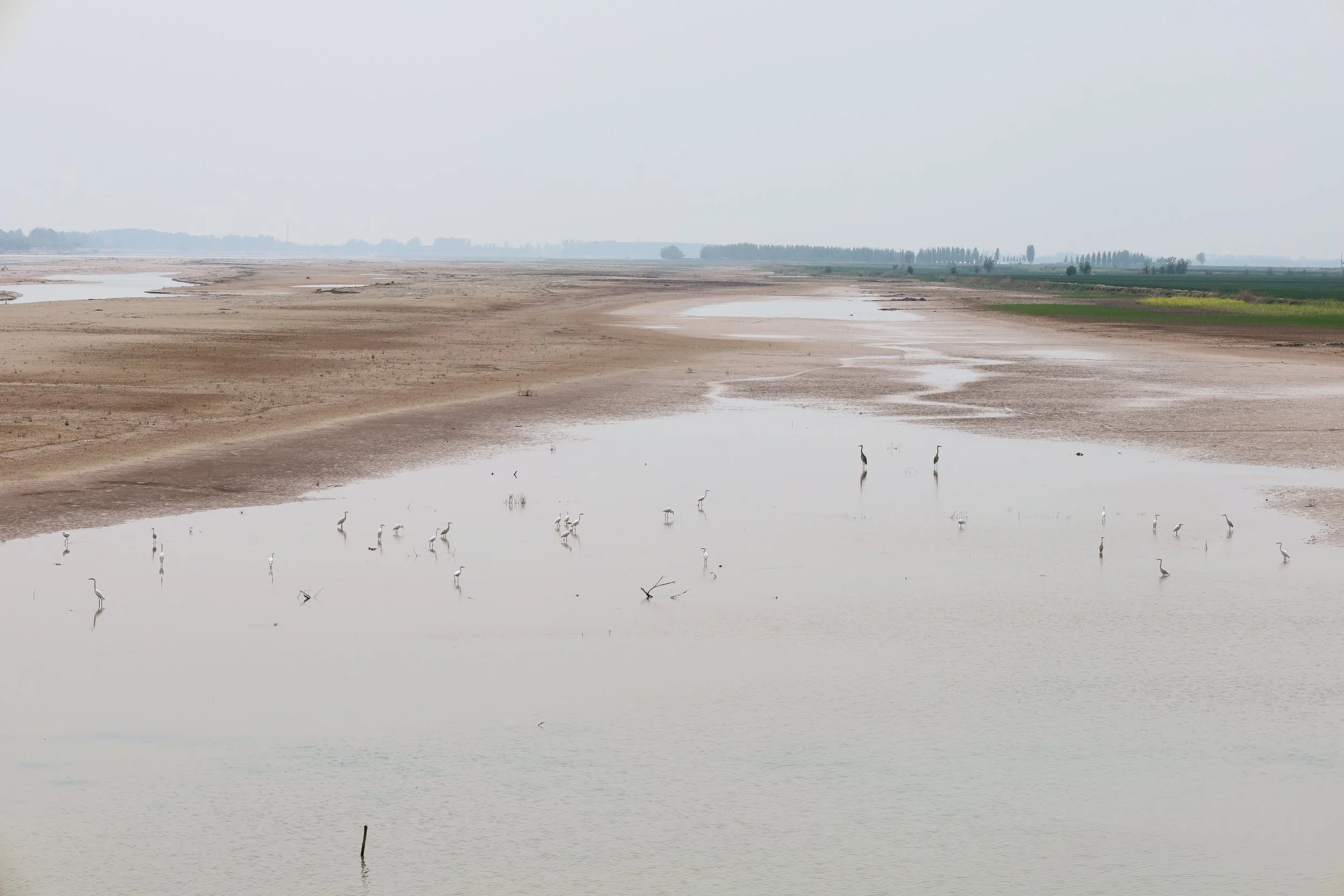 A river or wetland area with a partly dry landscape, some water pools, and a group of white birds standing in the water, under a gray overcast sky.