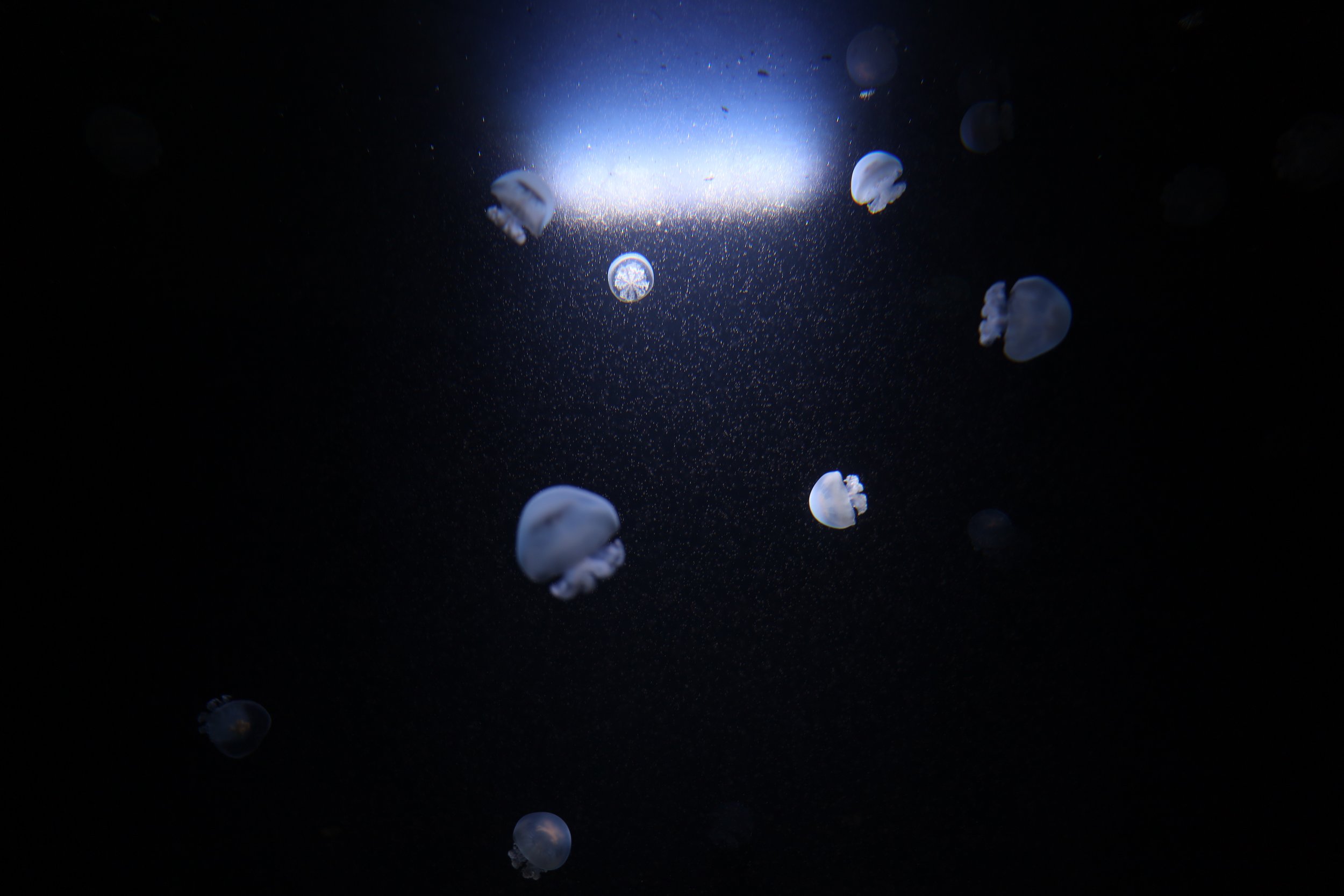 Several jellyfish swimming in dark water with light shining from behind.