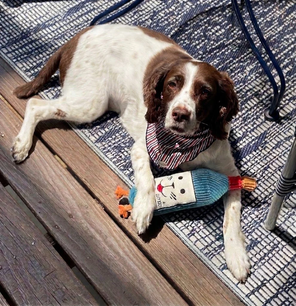 A brown and white English Springer Spaniel dog lying on a outdoor wooden deck with a striped bandana around its neck. The dog has a colorful toy under its front paw.