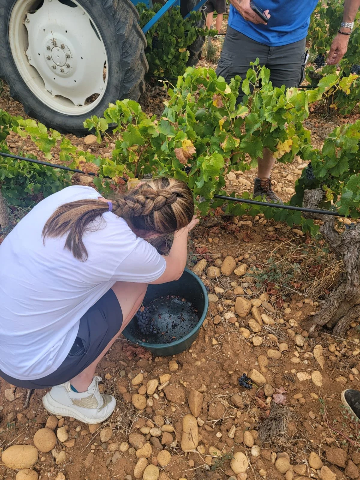 A woman crouching near grapevines in a vineyard, harvesting grapes into a bucket, with a tractor tire and other people visible in the background.