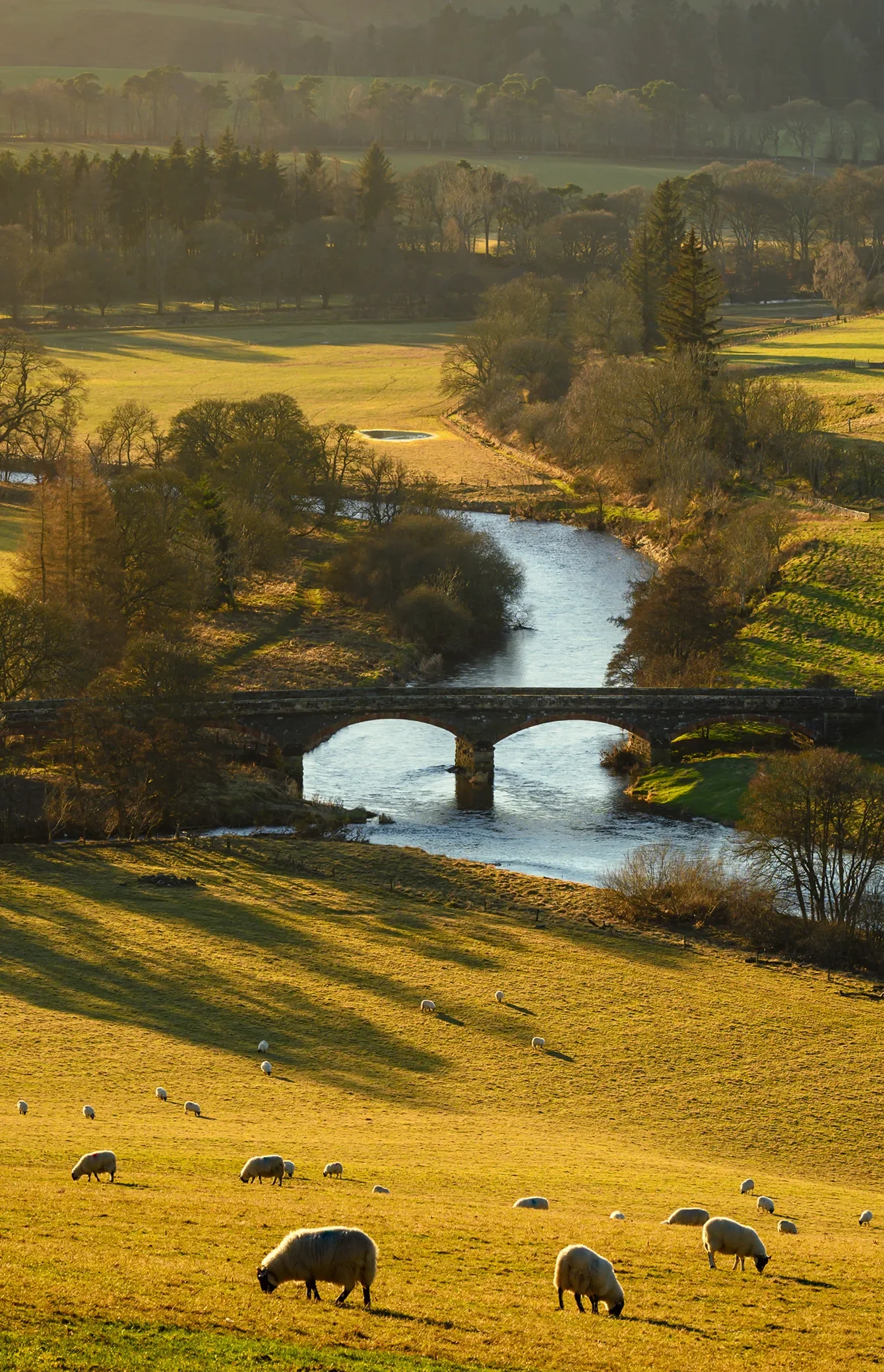 A pastoral landscape with rolling fields, a winding river, and a stone bridge, illuminated by warm sunlight. Sheep graze on the lush green grass, and a variety of trees fill the scene, creating a peaceful countryside view.