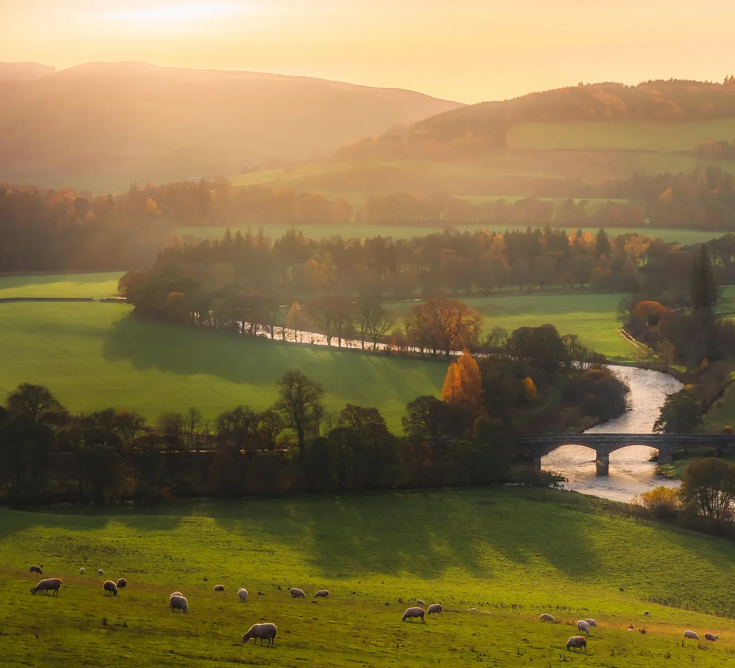 A scenic landscape of rolling green hills with scattered trees and a flock of sheep grazing in the foreground. A river winds through the scene, crossing under a small stone bridge, with forests and distant mountains in the background.