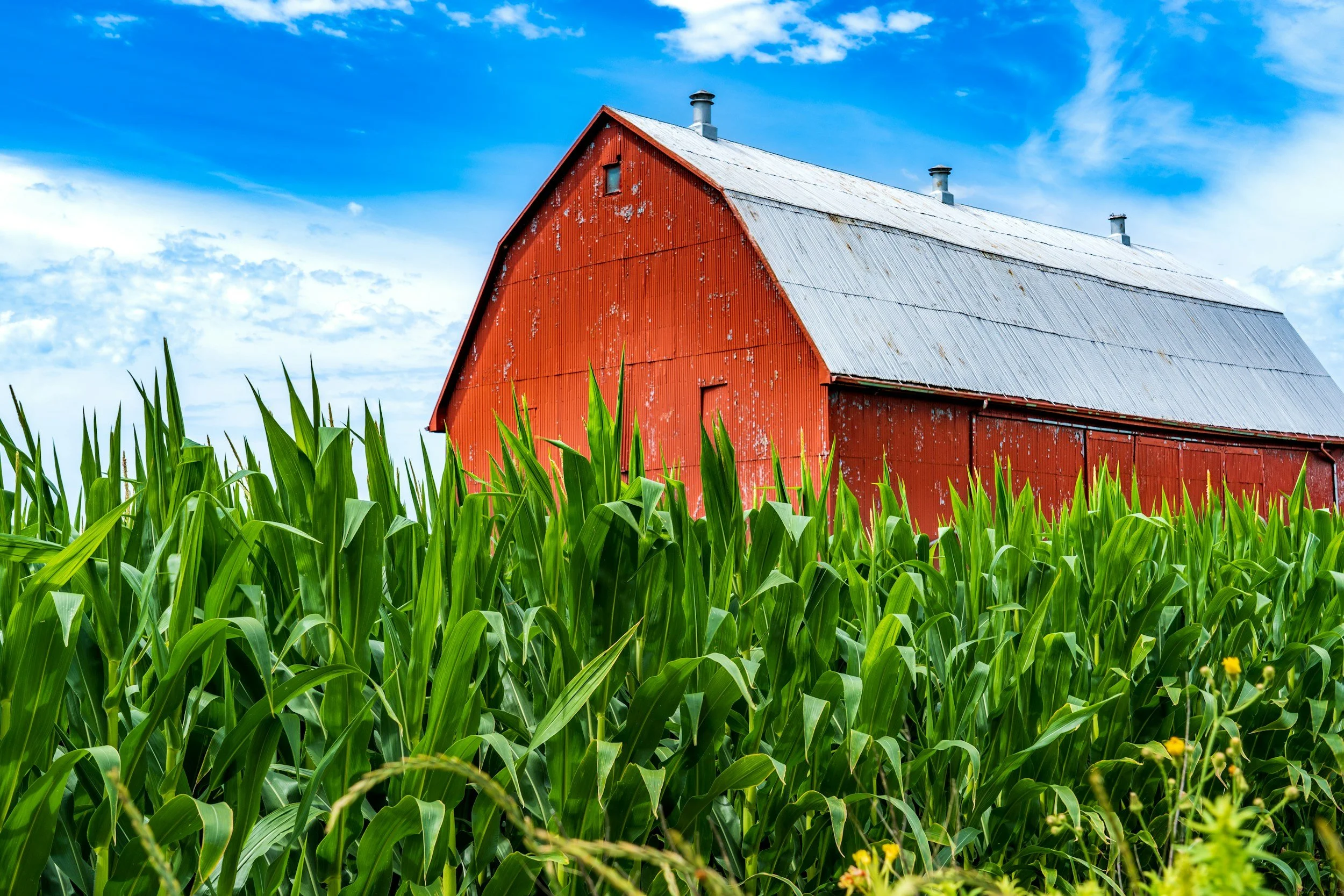 A red barn with a rusty tin roof among green corn plants under a partly cloudy sky.