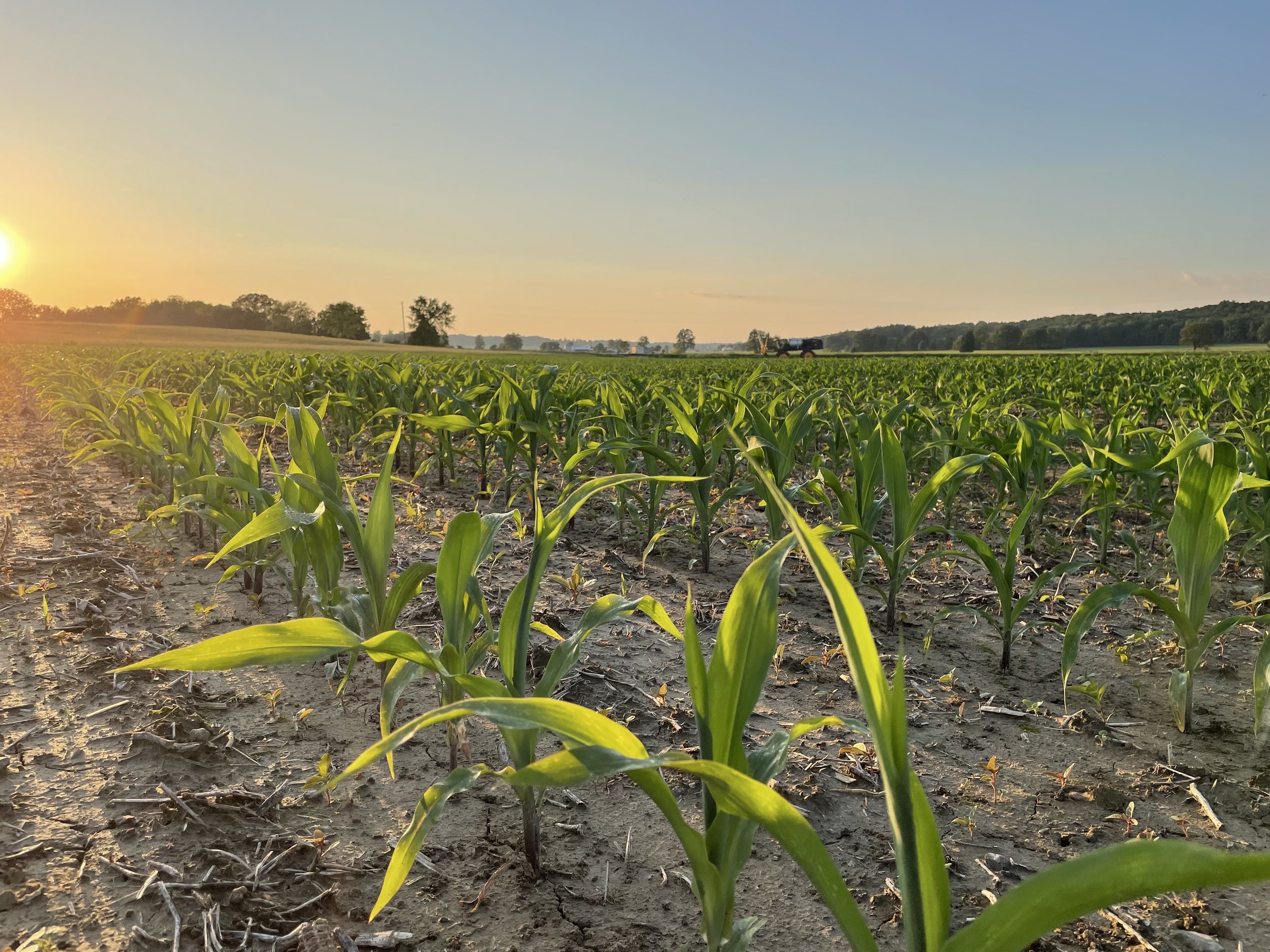 A field of young green corn plants under a distant tree line with a tractor working in the background at sunset or sunrise.