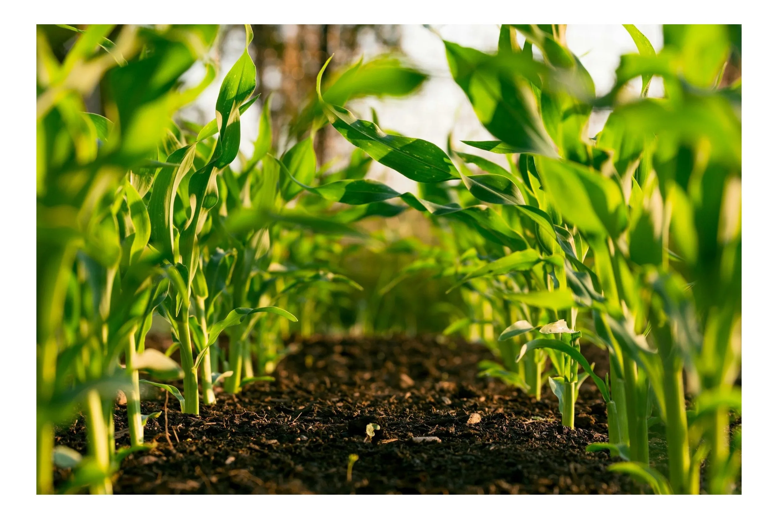 Close-up of green corn plants growing in soil on a sunny day.