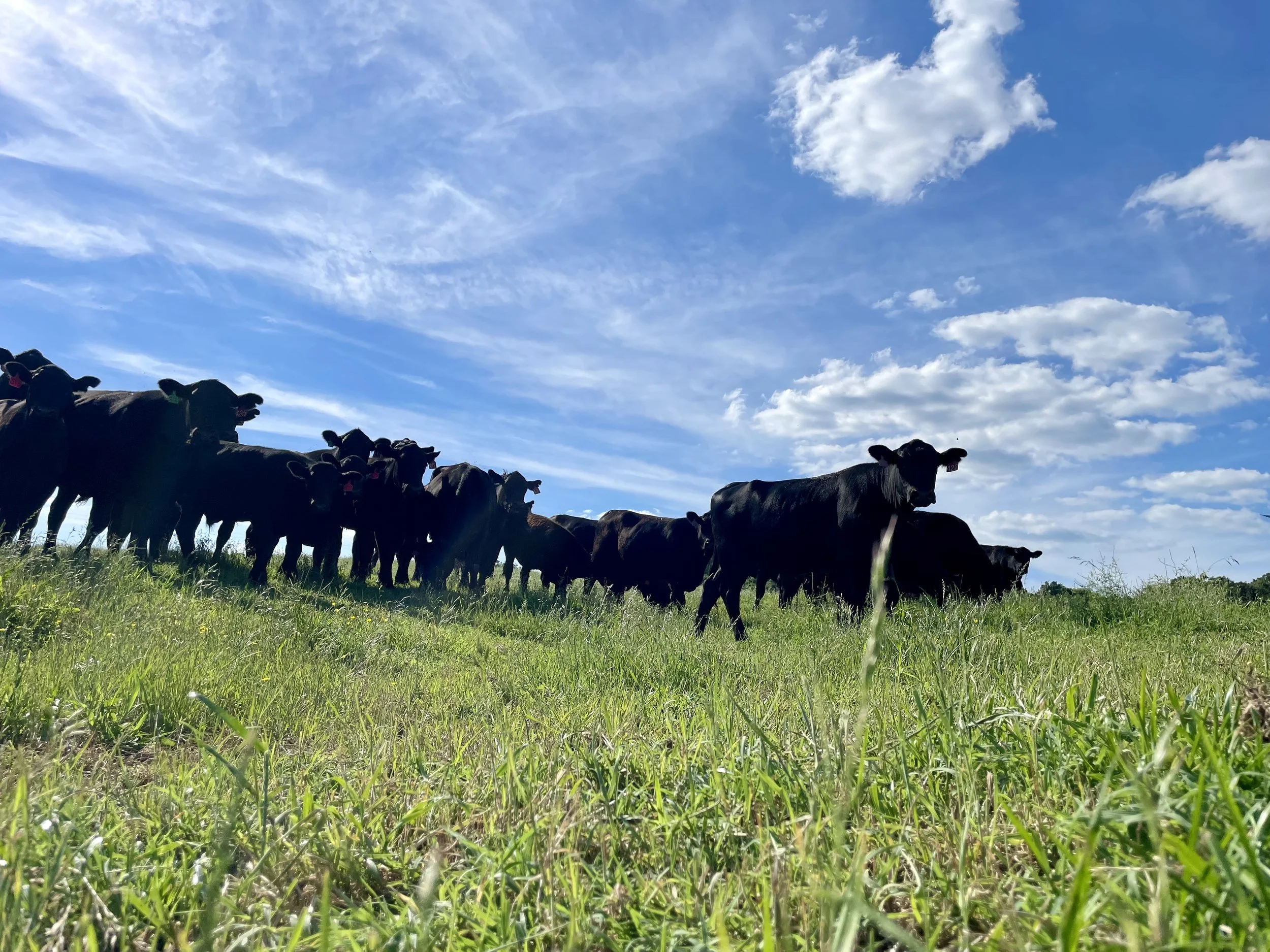 A herd of cows standing on a grassy field under a partly cloudy blue sky.