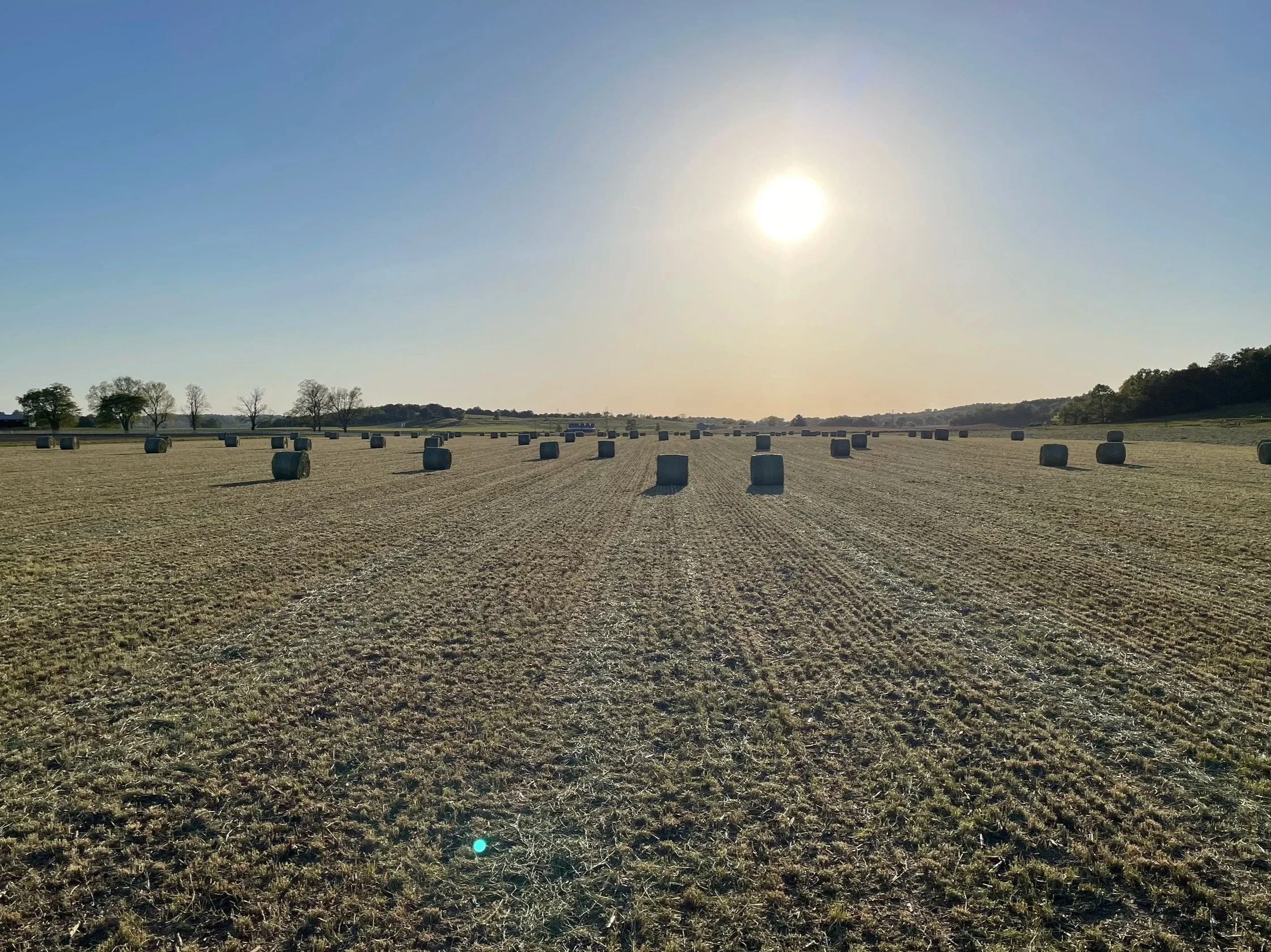 A wide open field with hay bales scattered across the land during sunset or sunrise, with a clear sky and some trees in the distance.
