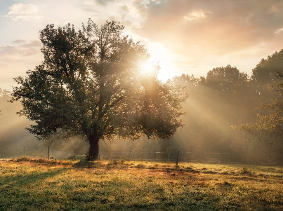 Ein einzelner Baum steht im Morgendämmerungssonnenlicht auf einer Lichtung, Sonnenstrahlen fallen durch die Äste und über die grüne Wiese.