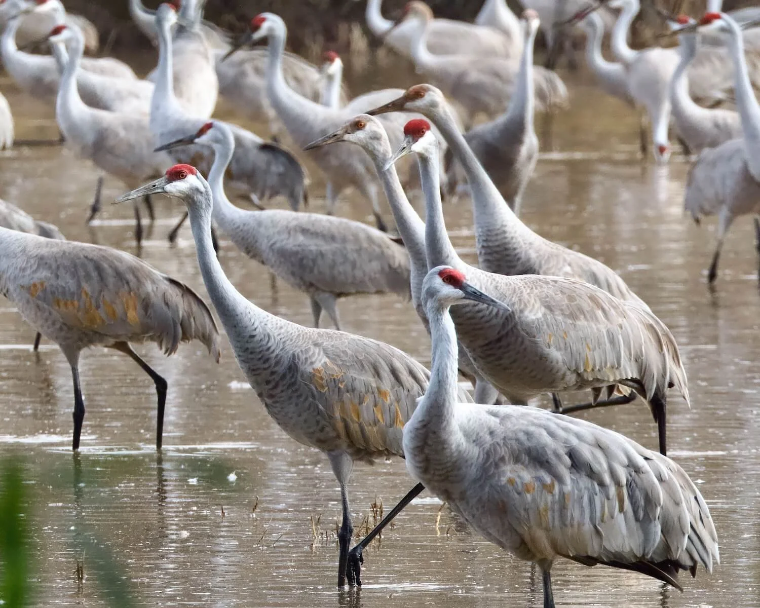 Sandhill cranes standing together in a shallow wetland