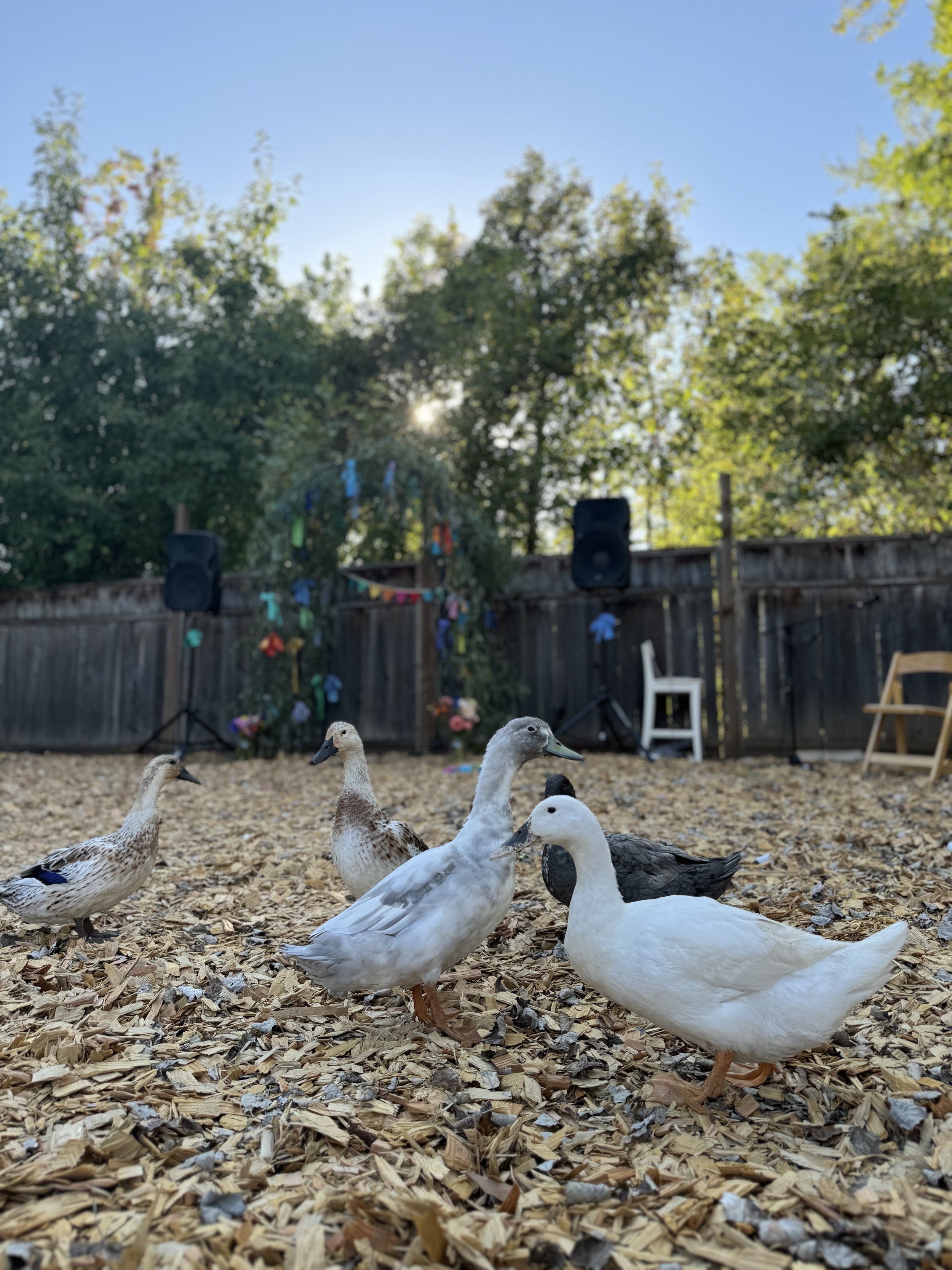 A group of ducks standing on wood chip ground in a backyard with a wooden fence, trees, and two large speakers in the background.