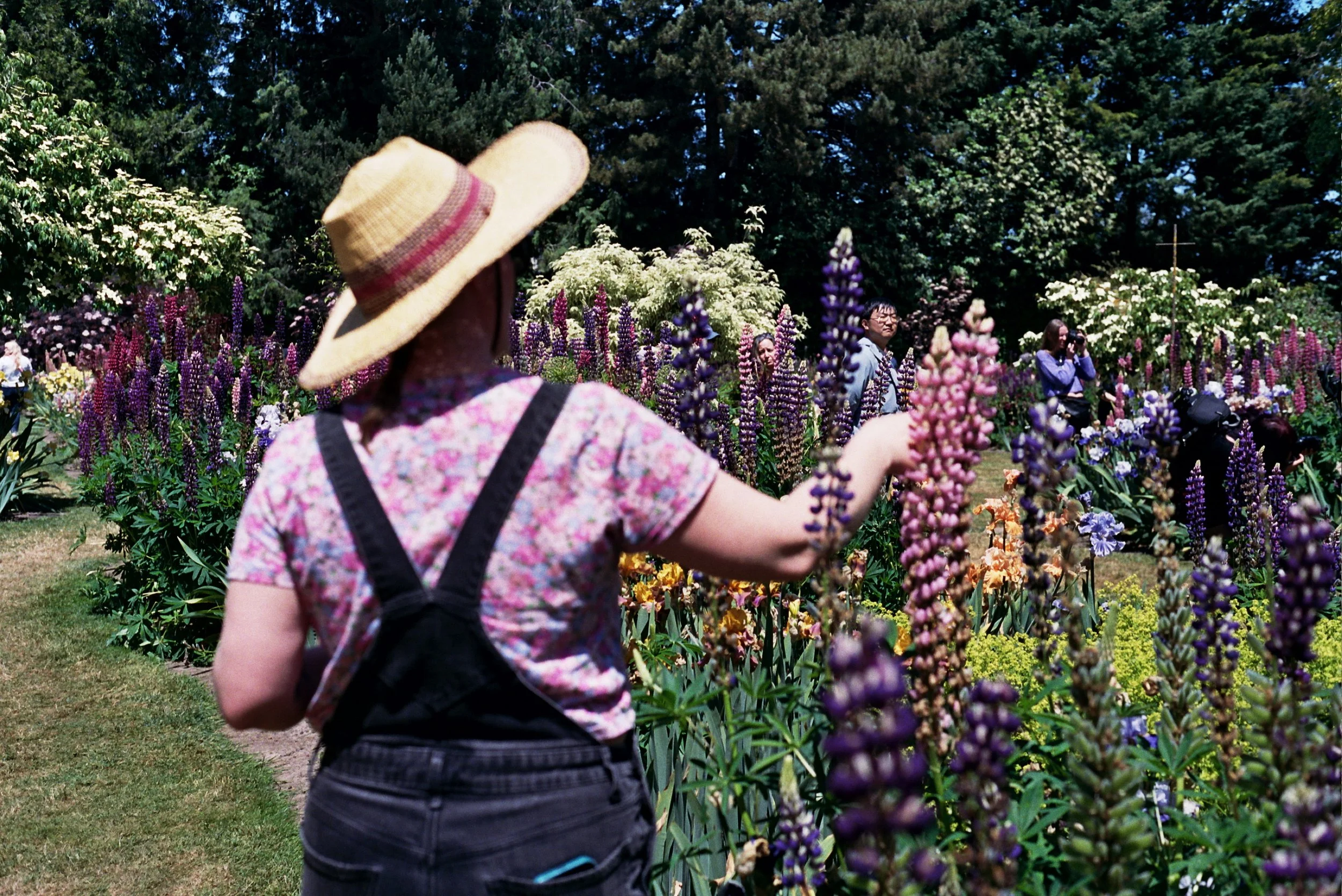 A person wearing a straw hat and floral shirt walking through a garden filled with tall purple, pink, and white flowers, with several other people in the background exploring the garden.