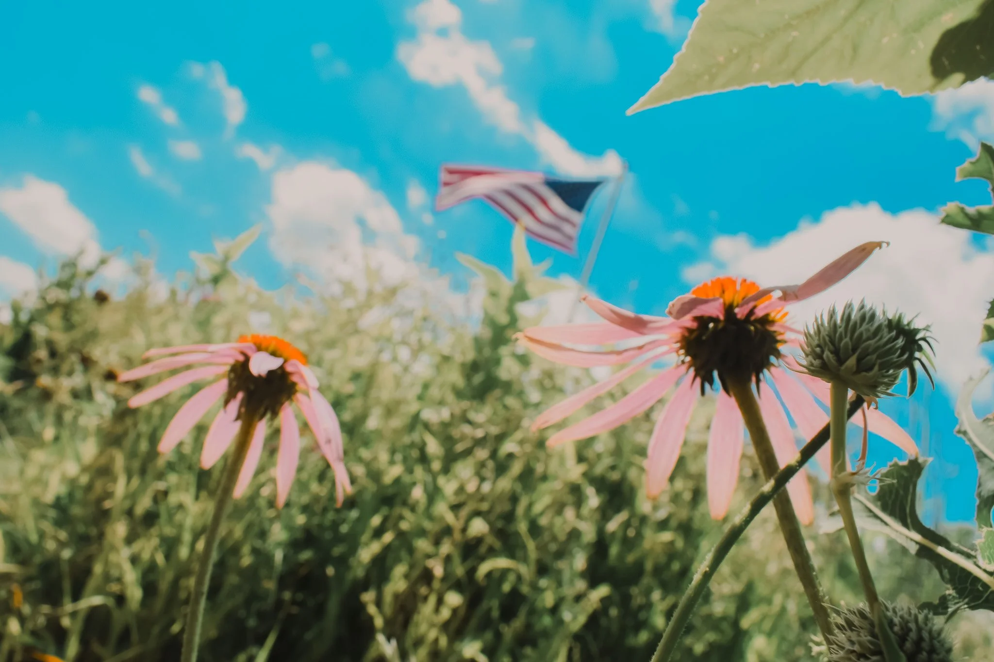 Close-up of pink coneflower with a partial view of a garden and a blue sky with clouds in the background.
