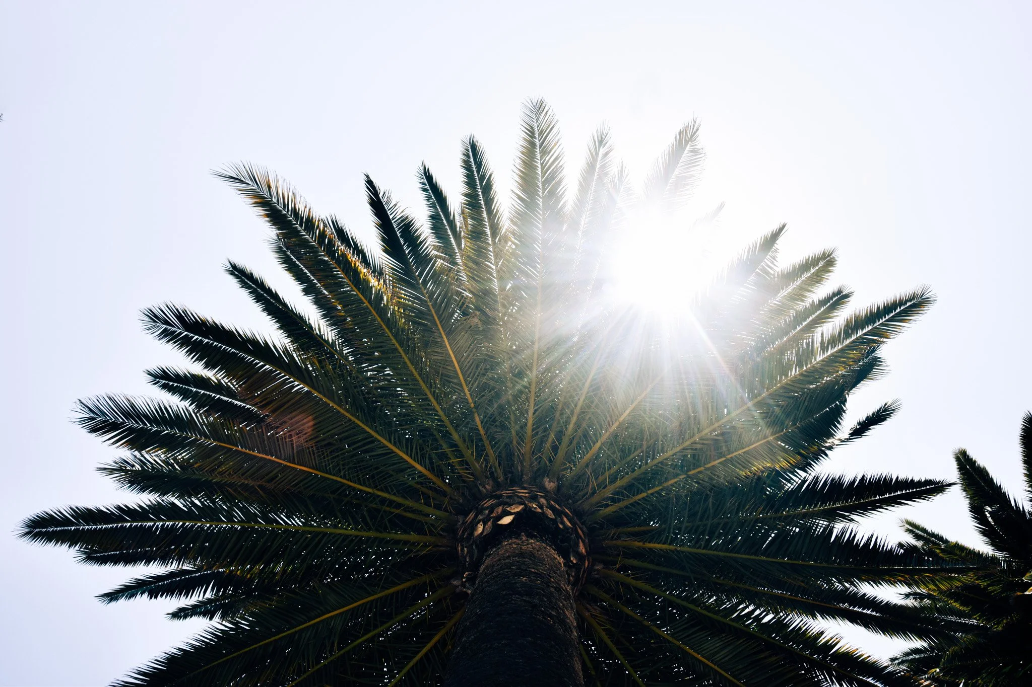 A tall palm tree seen from below with sunlight behind the leaves, against a clear sky.