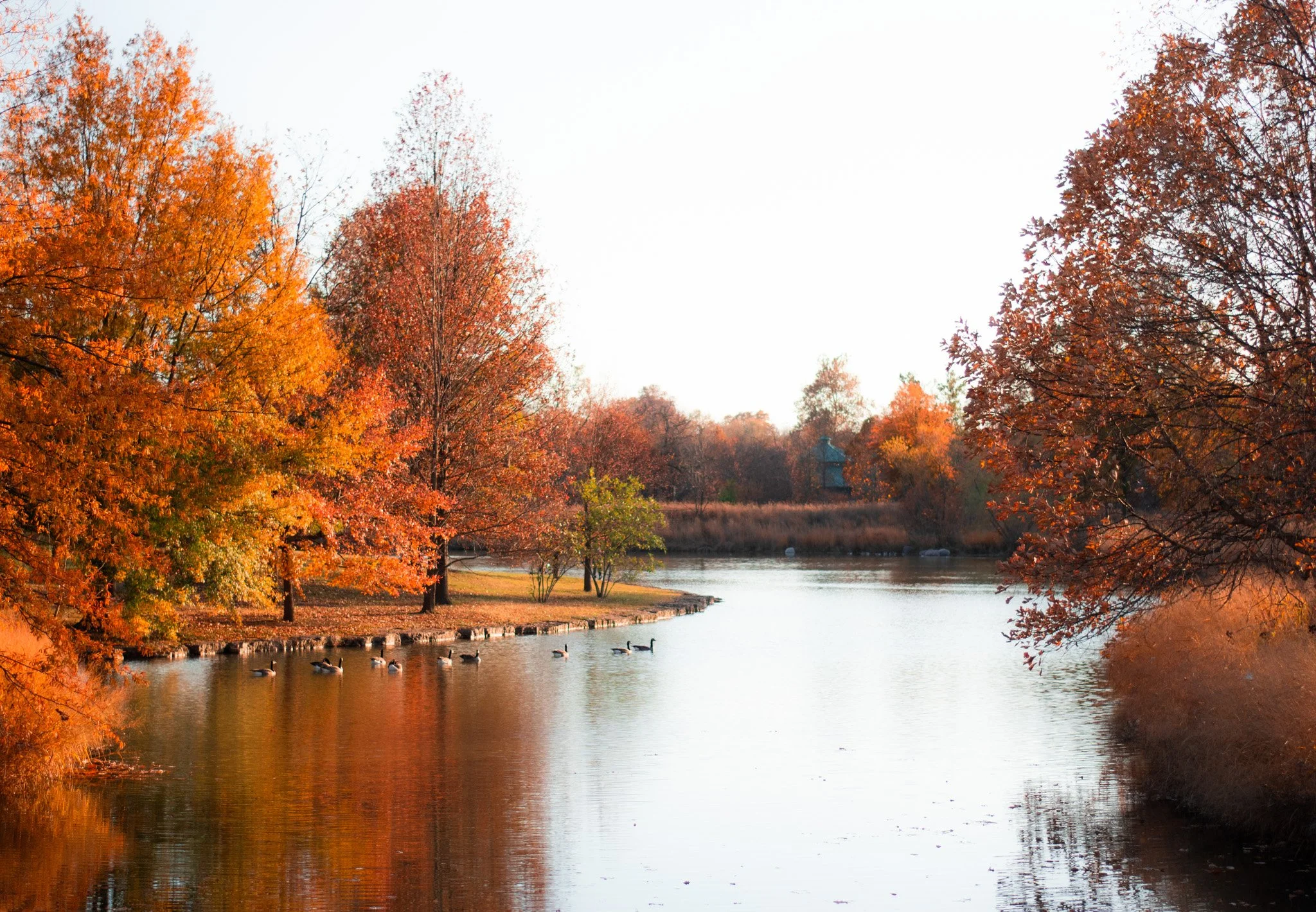 Autumn scene with colorful trees along a riverbank, ducks swimming in the water, and a small structure or gazebo in the background under a clear sky.